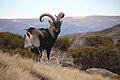 Iberischer Steinbock in der Sierra de Gredos