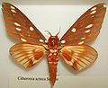 Citheronia azteca male