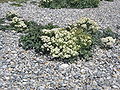 Crambe maritima