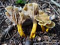 Craterellus lutescens