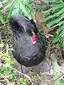 Black Swan (Cygnus atratus)