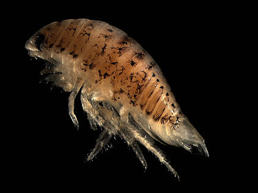 Eurydice pulchra (Isopoda: Cirolanidae)