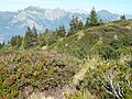Alpine Heide auf 1800 m Höhe in den Schweizer Alpen oberhalb von Bad Ragaz