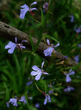 Lobelia anceps