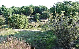 Het Mantingerzand met stuifzandheuvels en jeneverbesstruiken