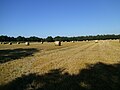 Feld zwischen Eilendorf und Immenbeck.