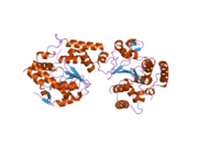 1zd1: Human Sulfortransferase SULT4A1