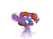 2hrn: Solution Structure of Cu(I) P174L-HSco1