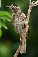 Regent Bowerbird, female