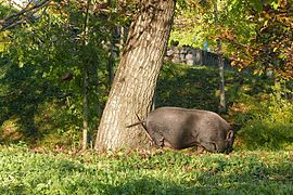 Cinghiale nel bosco