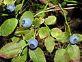 Vaccinium myrtillus