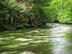 im Mühltal zwischen Leutstetten und Gauting, mit blühendem Flutenden Wasserhahnenfuß