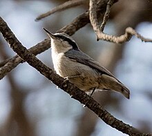 A white and grey bird perching on the branch of tree