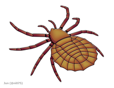 Maiocercus, Birleşik Krallık'ta 310 milyon yıl önce yaşamış bir trigonotarbid örümceğimsiydi.