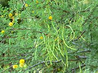 Vachellia constricta seed pods