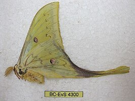 Actias parasinensis