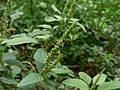 Amaranthus spinosus