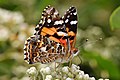 Australian painted lady