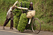 Men in Uganda using a bicycle to transport bananas