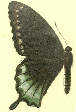 Battus devilliersii