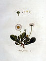 Illustration aus der Flora Batava