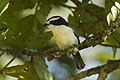 Bocage's bushshrike