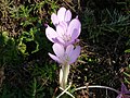 Colchicum lusitanum