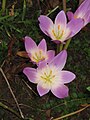 Colchicum speciosum close-up