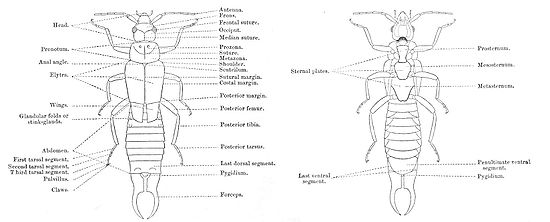 Anatomie van een oorworm