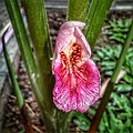 The flower of a fingerroot (frontal view)