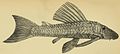 Hypostomus iheringii