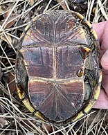 Plastron, Texas