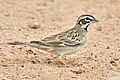 Lark Sparrow