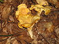 Cantharellus cibarius