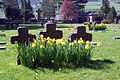 Osterglocken auf Soldatenfriedhof (von ManfredK) – hier für dieses Bild stimmen