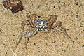 Metopograpsus messor from India