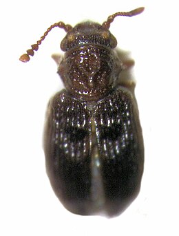 Nothoderodontus gourlayi