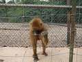 Guinea-Pavian Guinea Baboon