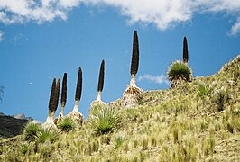 Puya raimondii