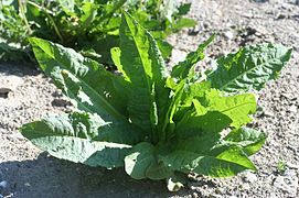 Gemüse-Ampfer in Frankreich (Rumex longifolius)