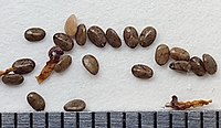 Seeds