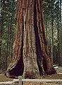 Riesenmammutbaum (Sequoiadendron giganteum)