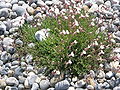 Silene uniflora