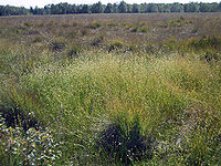 Weißes Schnabelried (Rhynchospora alba)