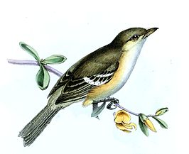 Jamaicaanse vireo