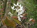 Amelanchier lamarckii