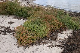 Strandmelde-associatie