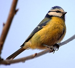 Kék cinege (Cyanistes caeruleus)