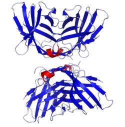 CTLA-4