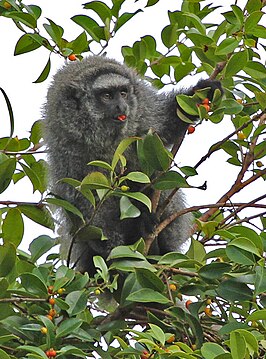 Callicebus melanochir